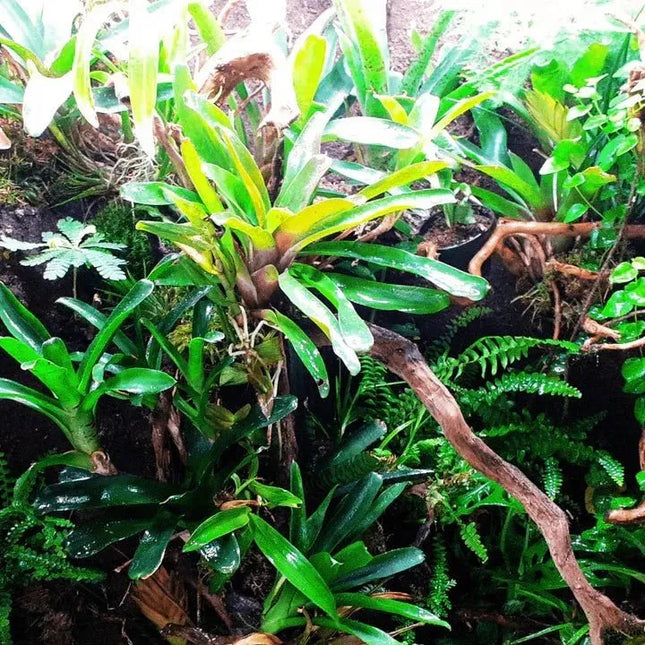 Mini Terrarienpflanzen Set - AquaLifeScape