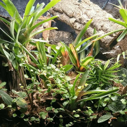 Mini Terrarienpflanzen Set - AquaLifeScape