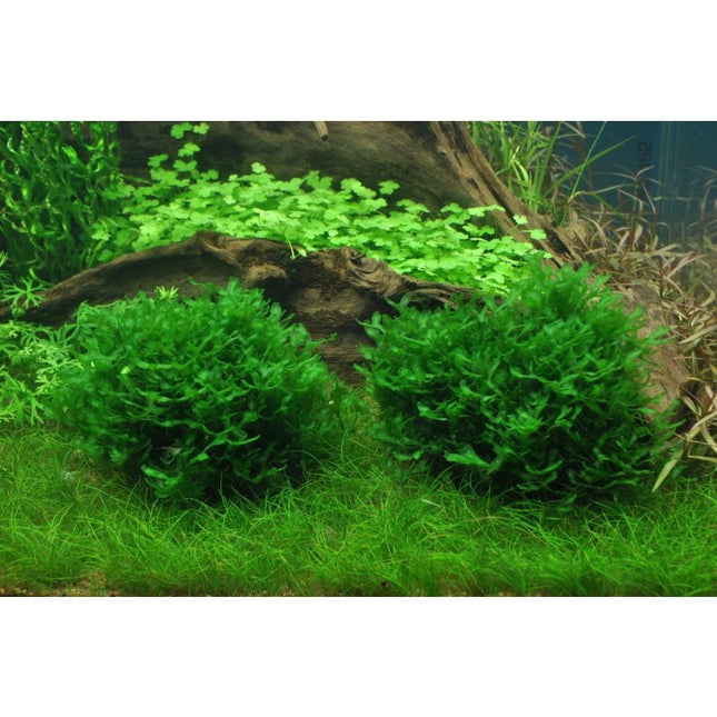 Monosolenium tenerum - Zartes Lebermoos | In - Vitro - AquaLifeScape