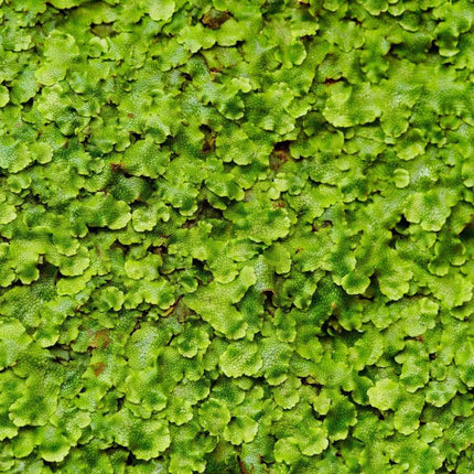 Monosolenium tenerum - Zartes Lebermoos | In - Vitro - AquaLifeScape