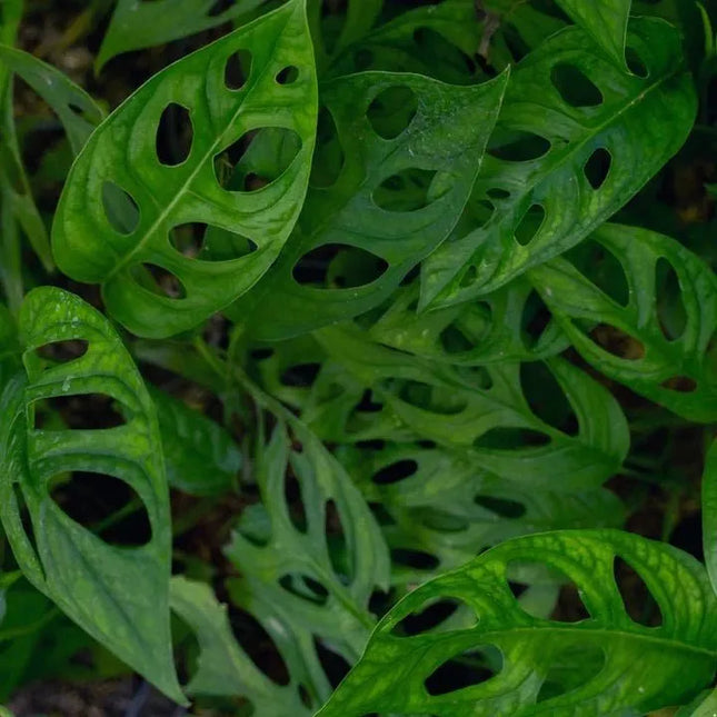 Monstera adansonii - AquaLifeScape