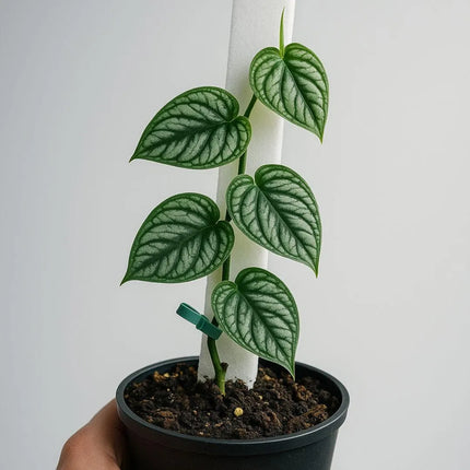 Monstera dubia - AquaLifeScape