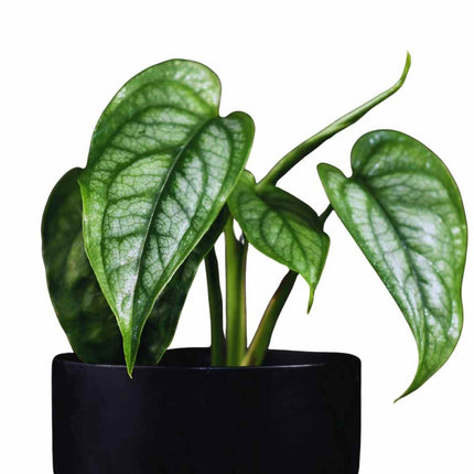 Monstera siltepecana - AquaLifeScape
