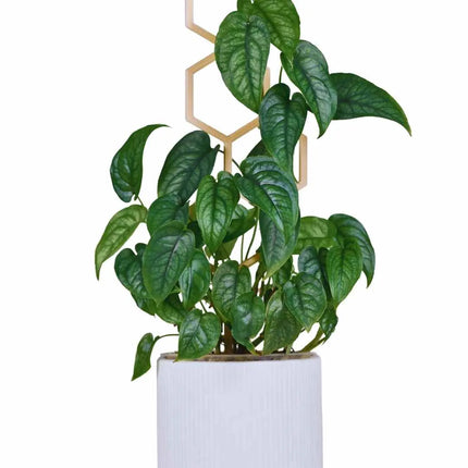 Monstera siltepecana - AquaLifeScape