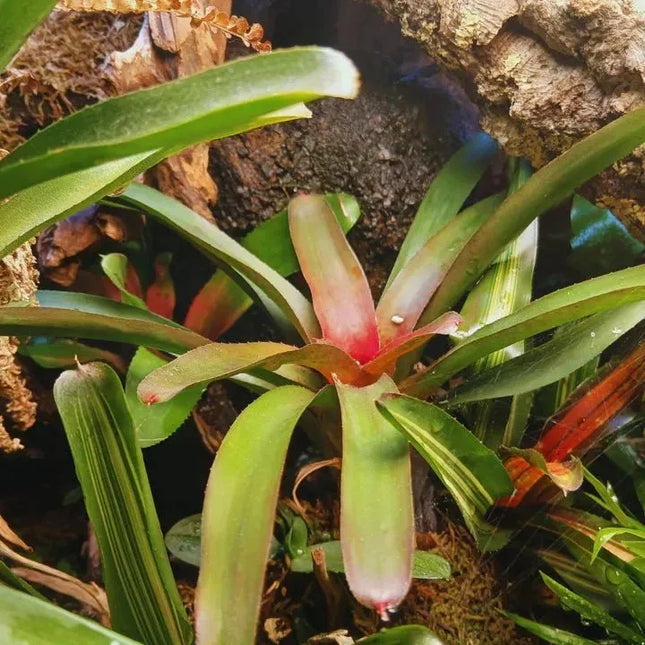 Neoregelia 'Astra' - AquaLifeScape
