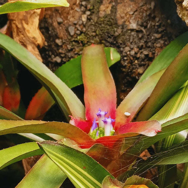 Neoregelia 'Astra' - AquaLifeScape