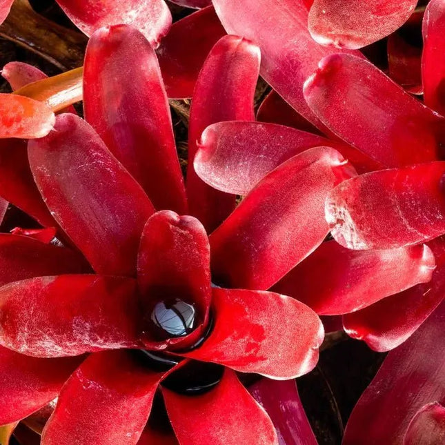 Neoregelia 'Fireball' - AquaLifeScape