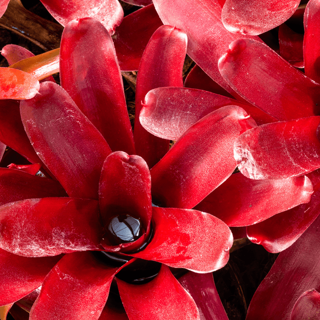 Neoregelia 'Fireball' - AquaLifeScape
