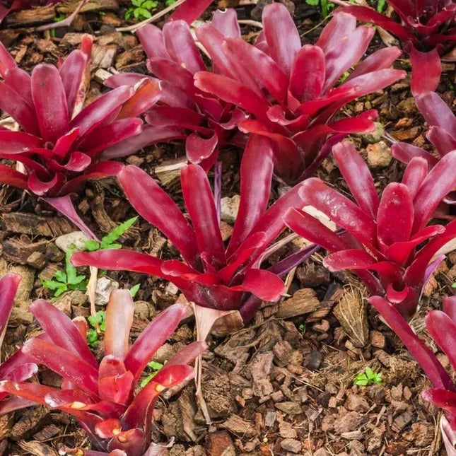Neoregelia 'Fireball' - AquaLifeScape