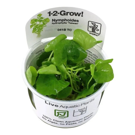 Nymphoides hydrophylla 'Taiwan' - Wasserblättrige Seekanne | In-Vitro AquaLifeScape