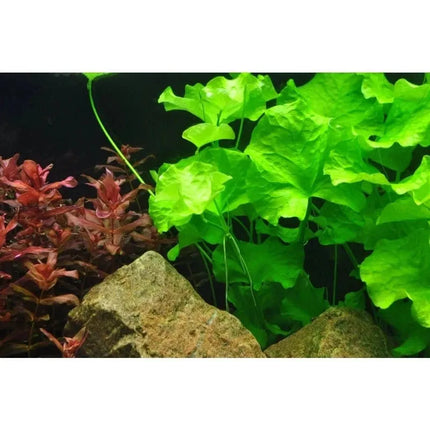 Nymphoides hydrophylla 'Taiwan' - Wasserblättrige Seekanne | In-Vitro AquaLifeScape