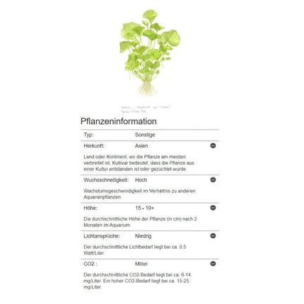 Nymphoides hydrophylla 'Taiwan' - Wasserblättrige Seekanne | In-Vitro AquaLifeScape