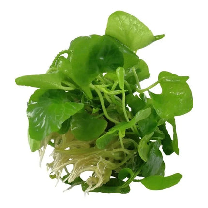 Nymphoides hydrophylla 'Taiwan' - Wasserblättrige Seekanne | In-Vitro AquaLifeScape