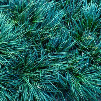 Ophiopogon japonicus 'Kyoto Dwarf' - AquaLifeScape