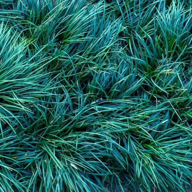 Ophiopogon japonicus 'Kyoto Dwarf' - AquaLifeScape