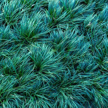 Ophiopogon japonicus 'Kyoto Dwarf' - AquaLifeScape