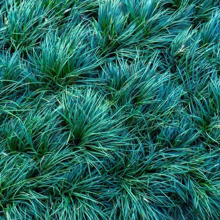 Ophiopogon japonicus 'Kyoto Dwarf' - AquaLifeScape