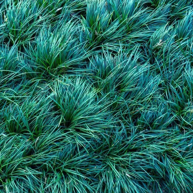 Ophiopogon japonicus 'Kyoto Dwarf' - AquaLifeScape