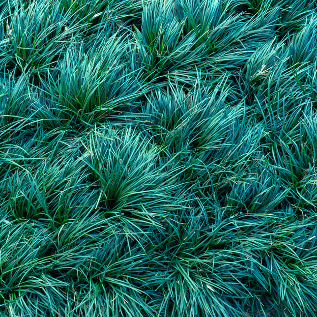 Ophiopogon japonicus 'Kyoto Dwarf' - AquaLifeScape