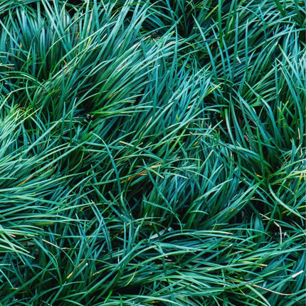 Ophiopogon japonicus 'Kyoto Dwarf' - AquaLifeScape