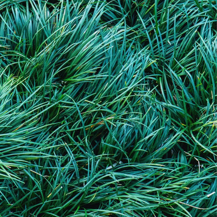 Ophiopogon japonicus 'Kyoto Dwarf' - AquaLifeScape