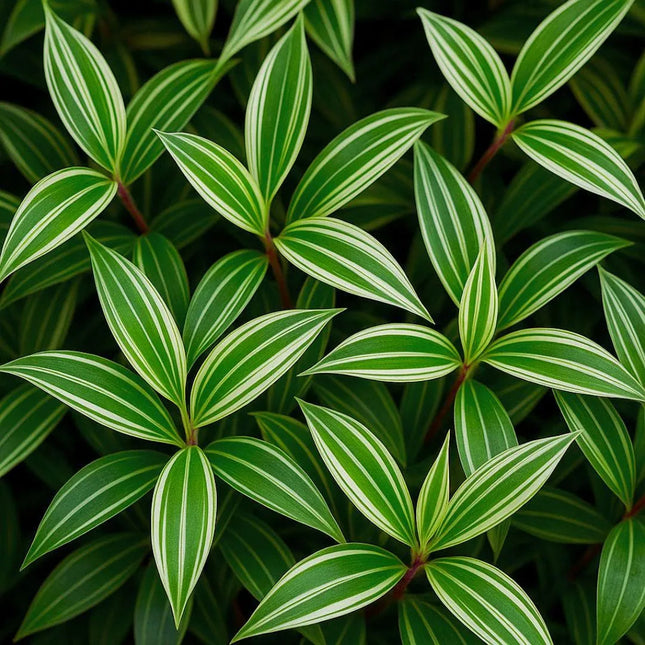 Oplismenus hirtellus 'Variegatus' - AquaLifeScape