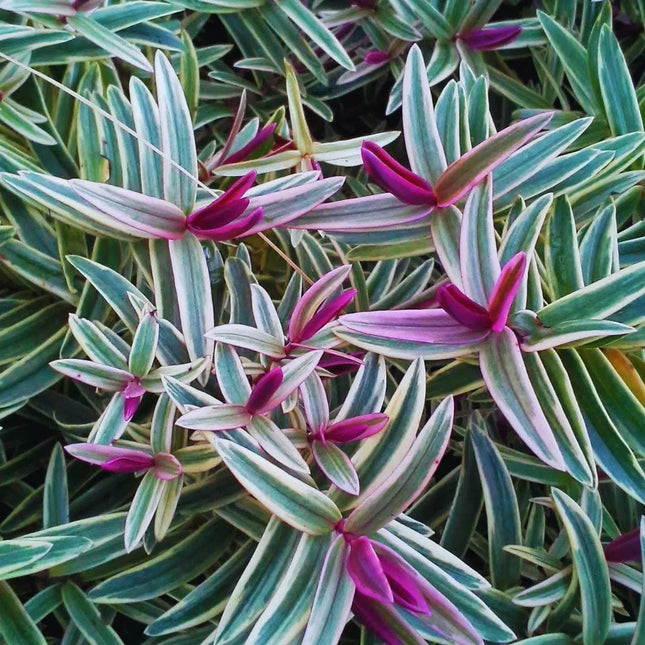 Oplismenus hirtellus 'Variegatus' - AquaLifeScape