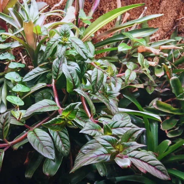 Paradrymonia campostyla - AquaLifeScape