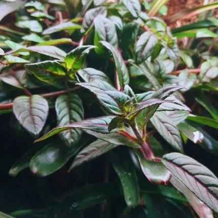 Paradrymonia campostyla - AquaLifeScape