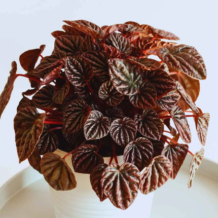 Peperomia caperata RED LUNA - AquaLifeScape