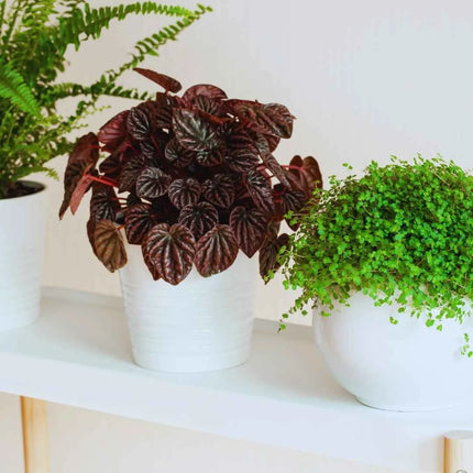 Peperomia caperata RED LUNA - AquaLifeScape