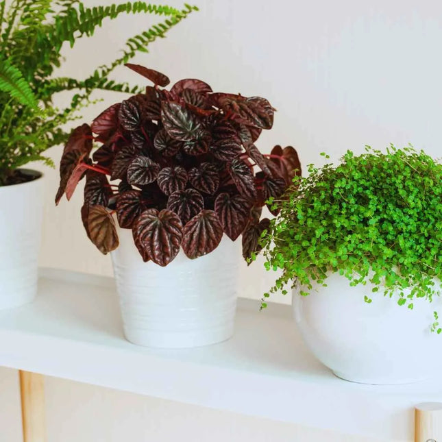 Peperomia caperata RED LUNA - AquaLifeScape