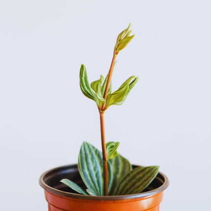 Peperomia pereskiifolia - AquaLifeScape