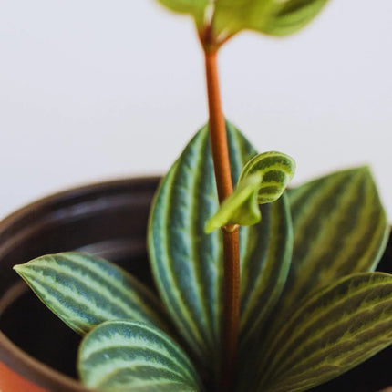 Peperomia pereskiifolia - AquaLifeScape