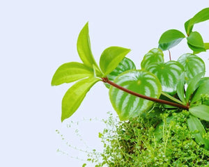 Peperomia pereskiifolia - AquaLifeScape