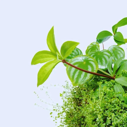 Peperomia pereskiifolia - AquaLifeScape