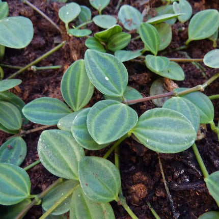 Peperomia quadrangularis - AquaLifeScape