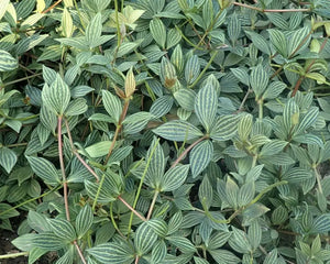 Peperomia tetragona - AquaLifeScape