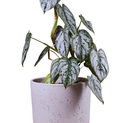 Philodendron brandtianum - AquaLifeScape