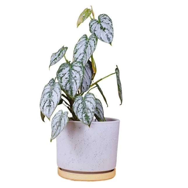 Philodendron brandtianum - AquaLifeScape