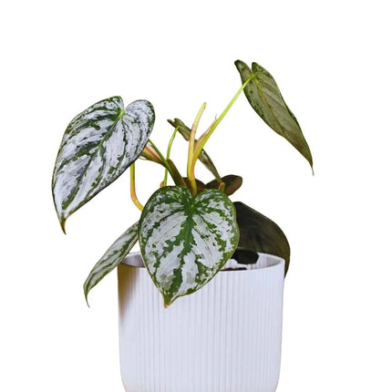 Philodendron brandtianum - AquaLifeScape