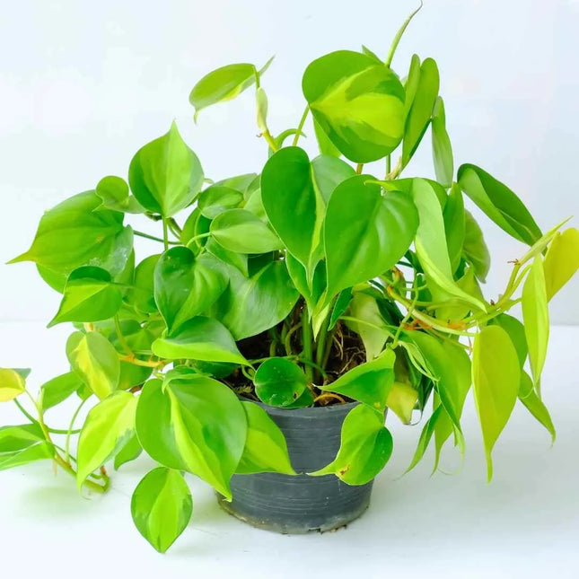Philodendron hederaceum 'Brasil' - AquaLifeScape