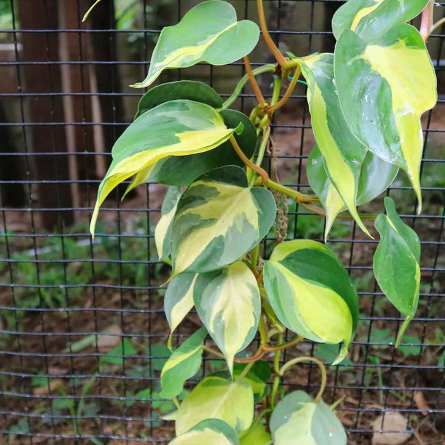 Philodendron hederaceum 'Brasil' - AquaLifeScape