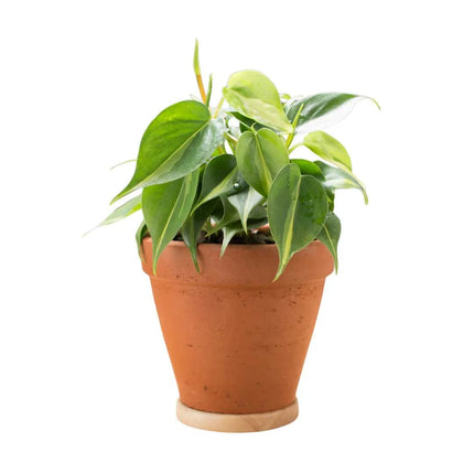 Philodendron hederaceum 'Brasil' - AquaLifeScape