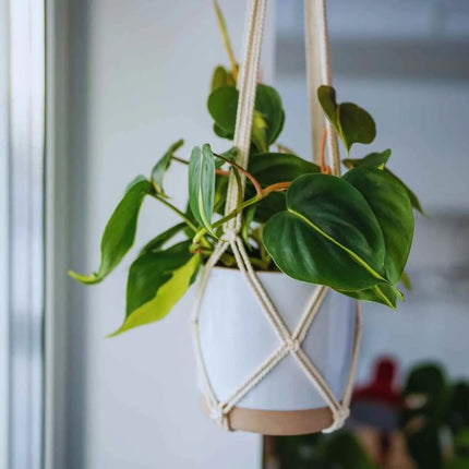 Philodendron hederaceum 'Brasil' - AquaLifeScape