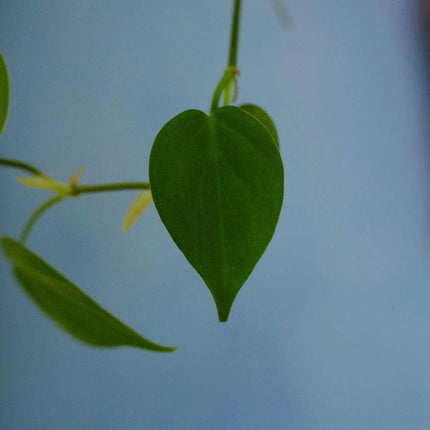 Philodendron hederaceum var. oxycardium - AquaLifeScape