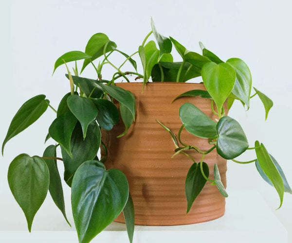 philodendron hederaceum var. oxycardium Philodendron hederaceum var. oxycardium