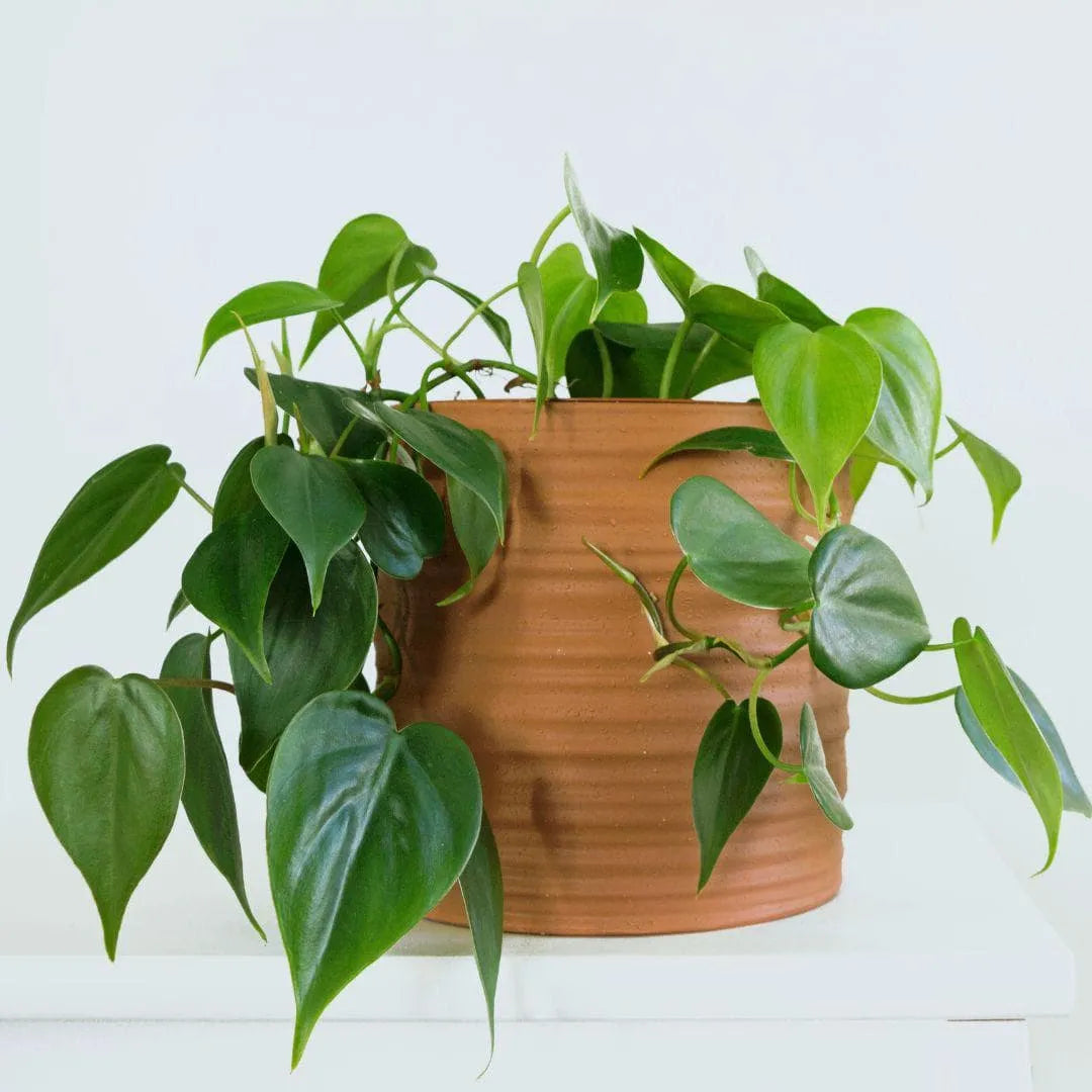 philodendron hederaceum var oxycardium Philodendron oxycardium – Herzblattpflanze für Zuhause & Büro – AquaLifeScape