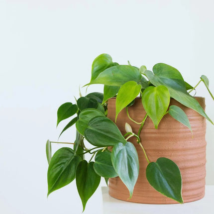 Philodendron hederaceum var. oxycardium - AquaLifeScape