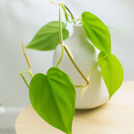 Philodendron hederaceum var. oxycardium - AquaLifeScape